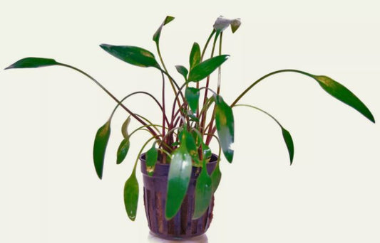 CRYPTOCORYNE LUTEA 1 POT -Freshwater Aquatic Live Plants