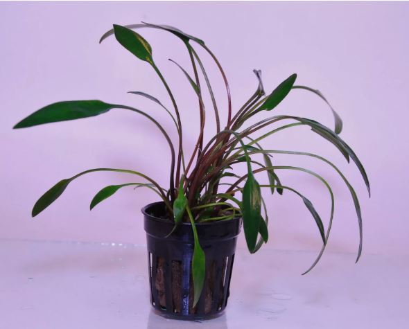 CRYPTOCORYNE LUTEA 1 POT -Freshwater Aquatic Live Plants