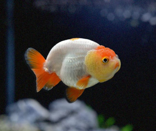 Assorted Ranchu Goldfish - 3.5"