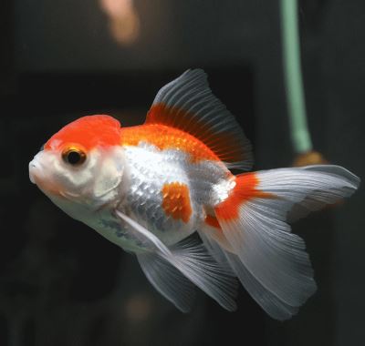 Red & White Oranda Goldfish - 3"