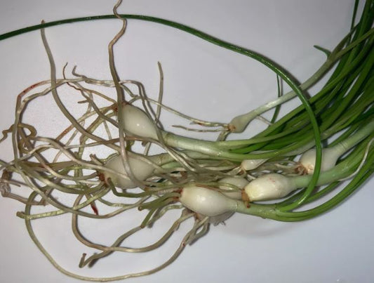Water onion 1 plant