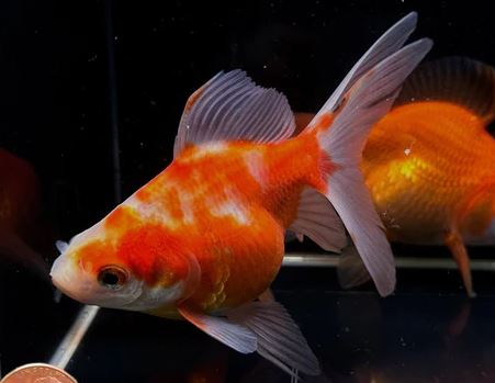 Assorted Ryukin Goldfish - 4-4.5"