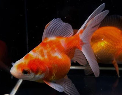 Assorted Ryukin Goldfish - 4-4.5"