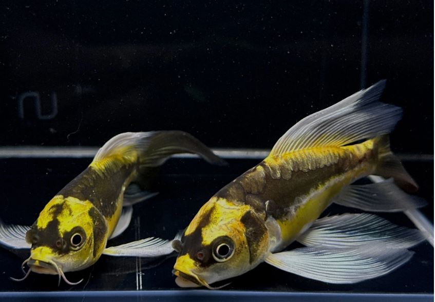 Mayan Butterfly Koi (4-5 inch)