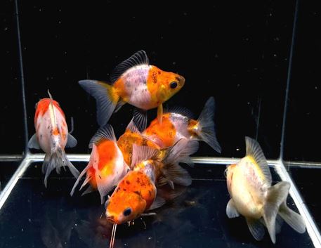 Calico Ryukin Goldfish - 2-2.5"