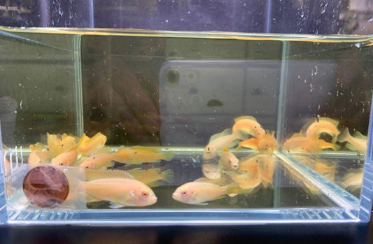 Albino Red Top Zebra Cichlid