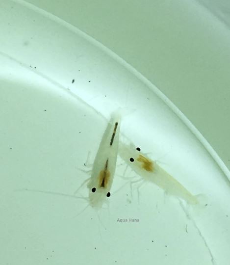 Snowball Shrimp
