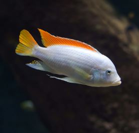 Albino Red Top Zebra Cichlid