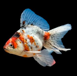 Assorted Ryukin Goldfish - 4-4.5"