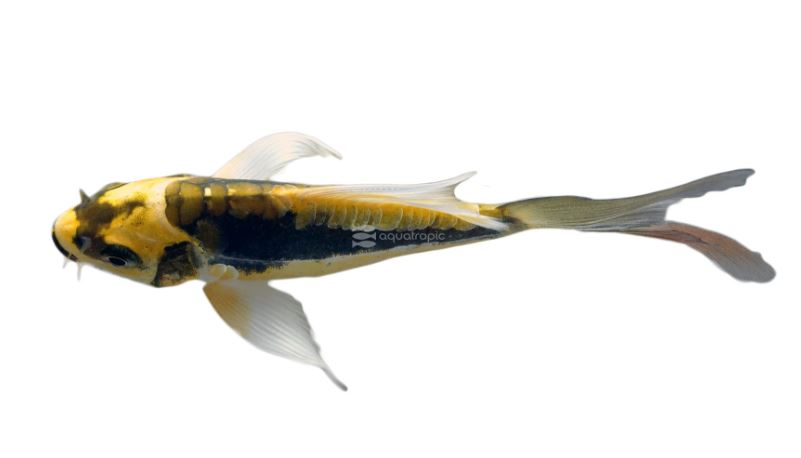 Mayan Butterfly Koi (4-5 inch)