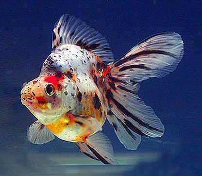 Calico Ryukin Goldfish - 2-2.5"