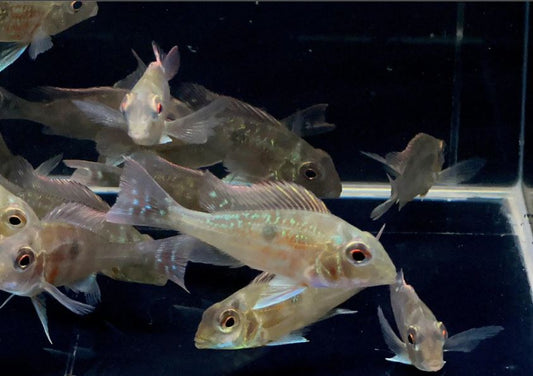 Geophagus sveni