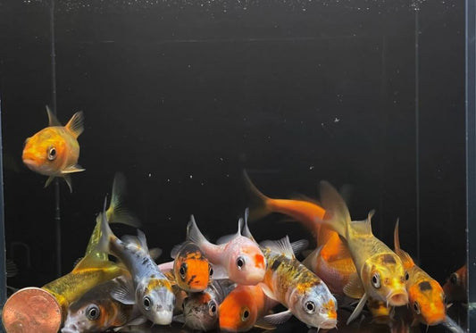 Imported Koi (3 inch)