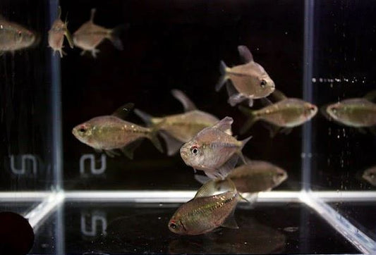 Diamond Tetra