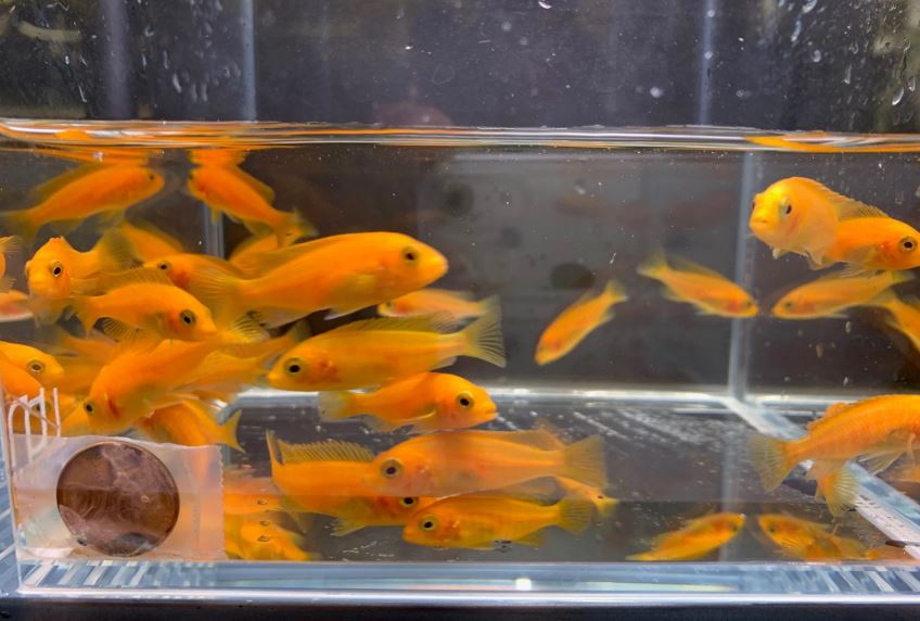 Red Zebra Cichlid