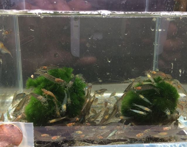 Amano Shrimp S