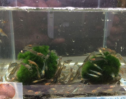 Amano Shrimp S