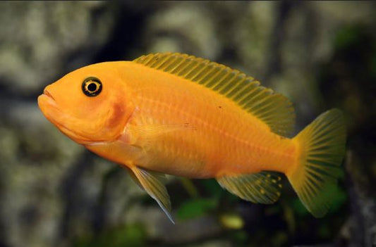 Red Zebra Cichlid