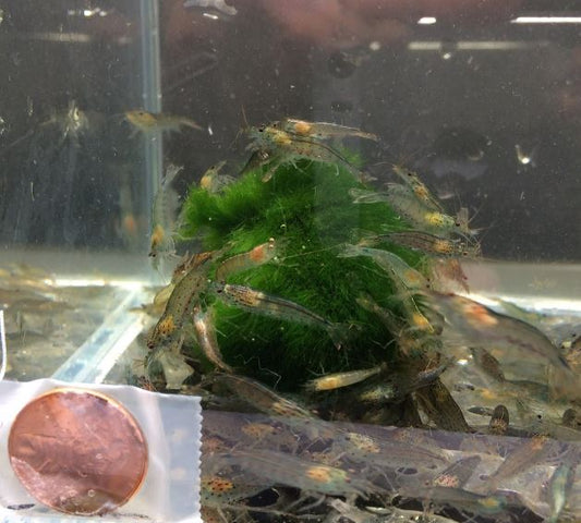 Amano Shrimp S