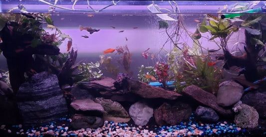 10 DIFERENT SPECIES 50+ stems FULL 30g planted tank easy beginner aquarium