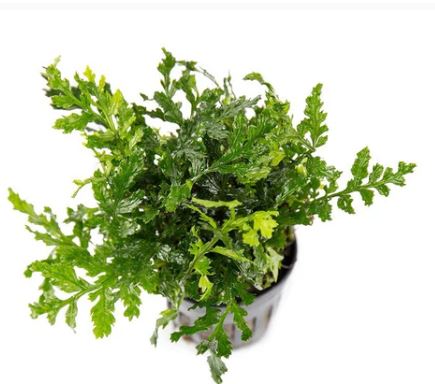 Mini Bolibitis heteroclita difformis 'Baby Leaf' Potted Live Aquarium Plants