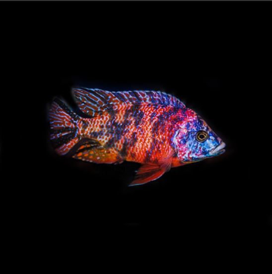 Orange Blotched Peacock Cichlid