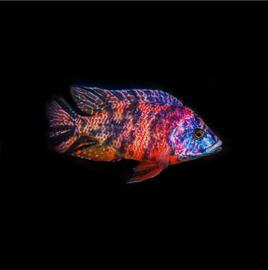 Orange Blotched Peacock Cichlid