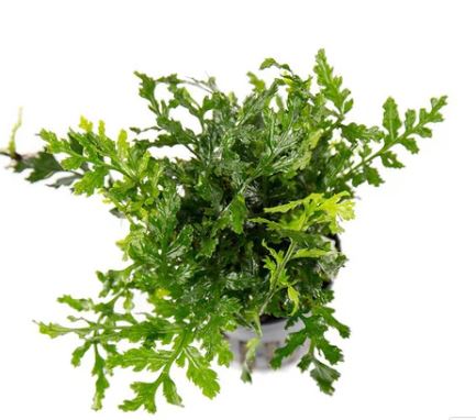 Mini Bolibitis heteroclita difformis 'Baby Leaf' Potted Live Aquarium Plants