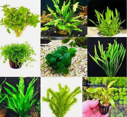 Premium Assorted Green Plant Pack - 6 Live Aquarium Plants