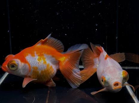 Assorted Butterfly Tail Goldfish - 4-4.5"