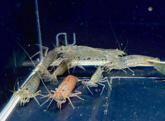 Amano Shrimp - Jumbo (XXL)