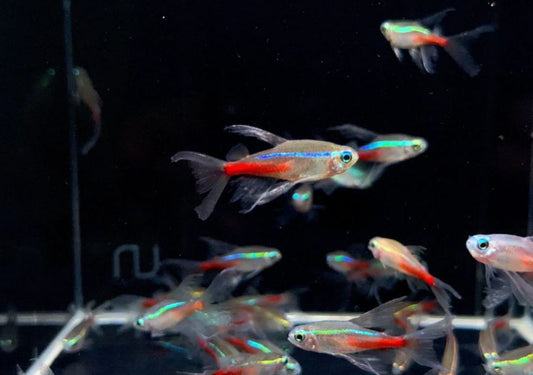 Double Longfin Neon Tetra