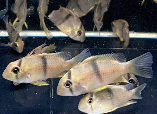 Suriname Red Spotted Cichlid