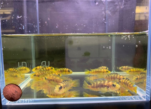 Bumblebee Cichlid