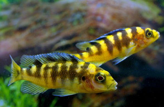 Bumblebee Cichlid