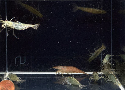 Amano Shrimp - Jumbo (XXL)