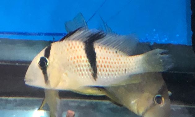 Suriname Red Spotted Cichlid