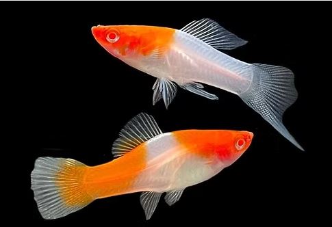 Assorted Double Swordtail