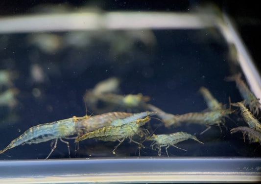 Algae Eating Shrimp