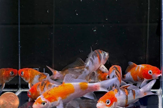 Imported Sanke Koi (3 inch)