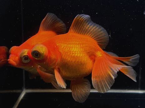 Red Butterfly Tail Goldfish - 4-4.5"