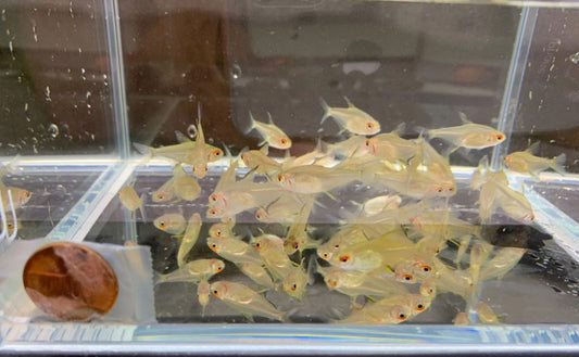 Lemon Tetra
