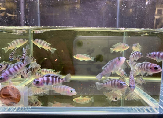 Kenyi Cichlid