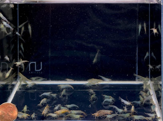 Algae Eating Shrimp