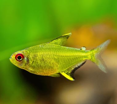 Lemon Tetra