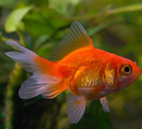 Red Butterfly Tail Goldfish - 4-4.5"