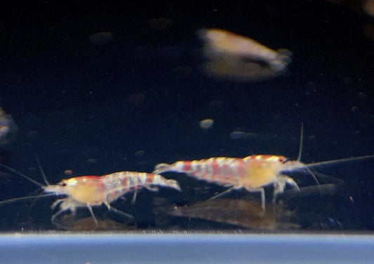 Red Tiger Shrimp