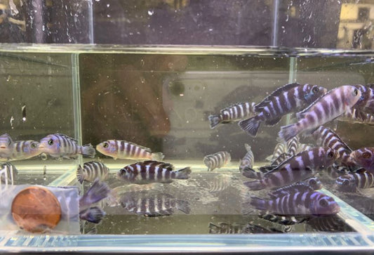 Demasoni Cichlid 1"