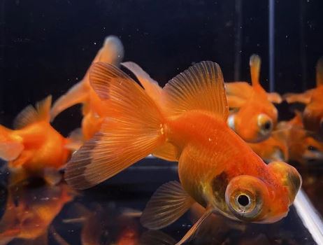 Red Butterfly Tail Goldfish - 2-2.5"