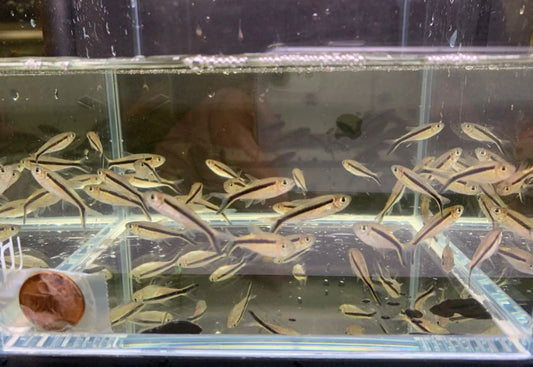 Penguin Tetra